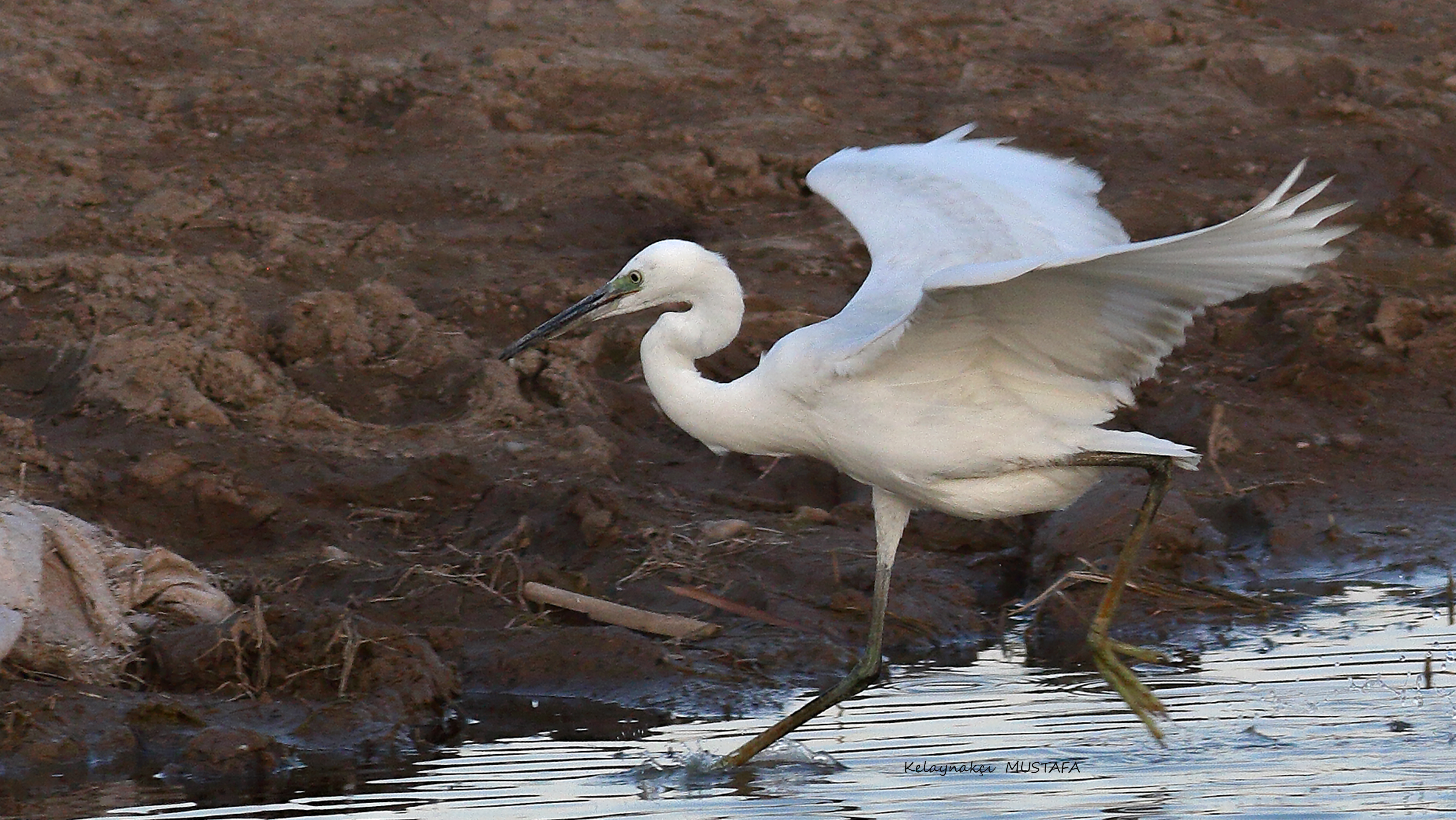 Western Reef-Heron